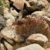 Zdjęcie ze Stanów Zjednoczonych - Joshua Tree N.Park