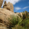 Zdjęcie ze Stanów Zjednoczonych - Joshua Tree N.Park