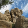 Zdjęcie ze Stanów Zjednoczonych - Joshua Tree N.Park