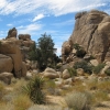 Zdjęcie ze Stanów Zjednoczonych - Joshua Tree N.Park