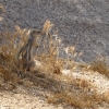 Zdjęcie ze Stanów Zjednoczonych - Joshua Tree N.Park