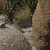 Zdjęcie ze Stanów Zjednoczonych - Joshua Tree N.Park