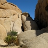 Zdjęcie ze Stanów Zjednoczonych - Joshua Tree N.Park