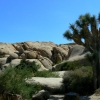 Zdjęcie ze Stanów Zjednoczonych - Joshua Tree N.Park