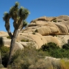 Zdjęcie ze Stanów Zjednoczonych - Joshua Tree N.Park