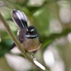 Zdjęcie z Nowej Zelandii - Ptaptaszek New Zealand Fantail