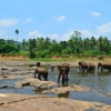 Zdjęcie ze Sri Lanki - PINNAWALA-sierociniec dla sloni