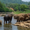 Zdjęcie ze Sri Lanki - PINNAWALA-sierociniec dla sloni