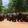 Zdjęcie ze Sri Lanki - PINNAWALA-sierociniec dla sloni