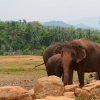 Zdjęcie ze Sri Lanki - PINNAWALA-sierociniec dla sloni