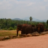 Zdjęcie ze Sri Lanki - PINNAWALA-sierociniec dla sloni