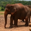 Zdjęcie ze Sri Lanki - PINNAWALA-sierociniec dla sloni