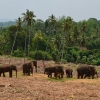 Zdjęcie ze Sri Lanki - PINNAWALA-sierociniec dla sloni