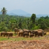 Zdjęcie ze Sri Lanki - PINNAWALA-sierociniec dla sloni