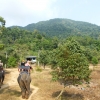 Zdjęcie z Tajlandii - Trekking na słoniach na Koh Chang
