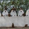 Zdjęcie ze Sri Lanki - DAMBULLA