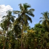 Zdjęcie ze Sri Lanki - 