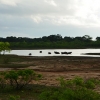Zdjęcie ze Sri Lanki - YALA NATIONAL PARK