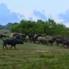 Zdjęcie ze Sri Lanki - YALA NATIONAL PARK