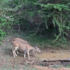 Zdjęcie ze Sri Lanki - YALA NATIONAL PARK