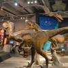 Zdjęcie z Nowej Zelandii - W muzeum Te Papa Togarewa