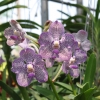 Zdjęcie z Tajlandii - farma orchidei