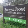 Wielka Brytania - Sherwood Forest / Las Sherwood