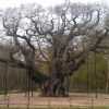 Zdjęcie z Wielkiej Brytanii - Major Oak - dąb Major