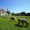 Zdjęcie z Niemiec - Wieskirche