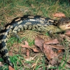 Zdjęcie z Australii - Spora jaszczura blue tongue, z rodziny scynkow