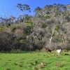 Zdjęcie z Australii - Okolice Kangarilla