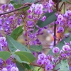 Zdjęcie z Australii - Flora