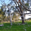 Zdjęcie z Australii - Okolice Kangarilla