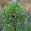 Zdjęcie z Australii - Flora buszu