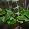 Zdjęcie z Australii - Flora buszu