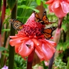 Zdjęcie z Hiszpanii - barwni mieszkańcy Mariposario