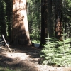 Zdjęcie ze Stanów Zjednoczonych - Yosemite NP