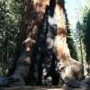 Zdjęcie ze Stanów Zjednoczonych - Yosemite NP