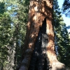 Zdjęcie ze Stanów Zjednoczonych - Yosemite NP