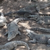 Zdjęcie z Kuby - crocodile farm