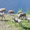Zdjęcie z Norwegii - 