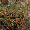 Zdjęcie z Macedonii - Park narodowy Galicica.