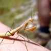 Zdjęcie z Macedonii - Park narodowy Galicica.