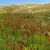 Zdjęcie z Macedonii - Park narodowy Galicica.