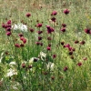 Zdjęcie z Macedonii - Park narodowy Galicica.