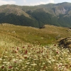 Zdjęcie z Macedonii - Park narodowy Galicica.