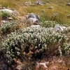 Zdjęcie z Macedonii - Park narodowy Galicica.