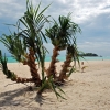 Zdjęcie z Tajlandii - KOH LIPE