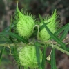 Zdjęcie z Albanii - Flora w gaju oliwnym.