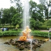Zdjęcie z Rosji - Petersburg - Peterhof